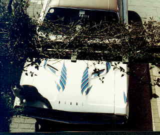 My '70 Dodge Challenger.