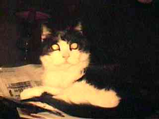 POMMETJE, my cat, here at the age of 18
